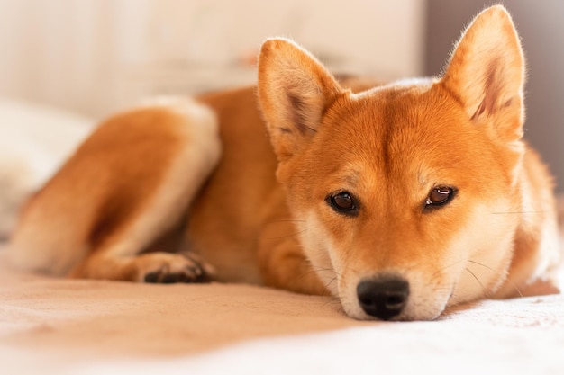 Japanese shiba inu dog lies on the bed and looks Beautiful red dog