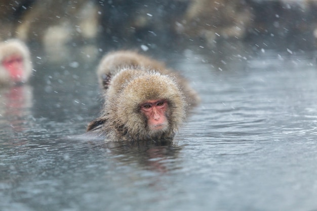 Japanese snow monkeys in a natural onsen at Jigokudani, Japan