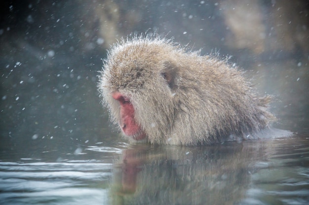 Japanese snow monkeys  in a natural onsen at Jigokudani, Japan