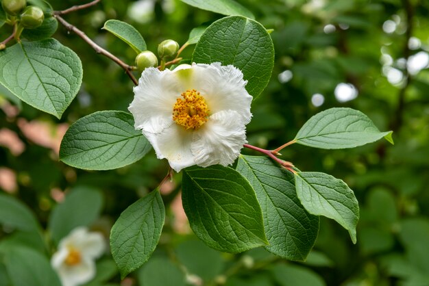 Japanese Stewartia flower close up