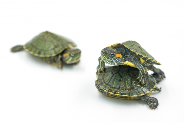 japanese turtle on white background, red-eared slider