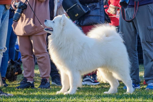 Japanese white pomeranian stands on the grass against the background of the audience's legs