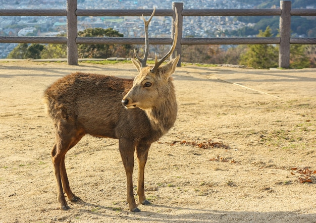 Japanese wild deer at the top of Wakakusa Mountain.