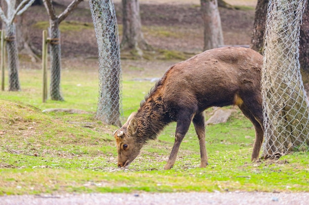 Japanese wild friendly cute deer eating dry grass.