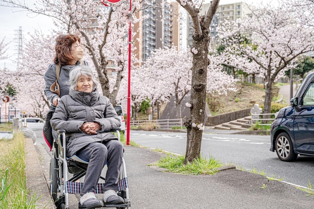 Japanese women over 90 years old and cherry blossoms