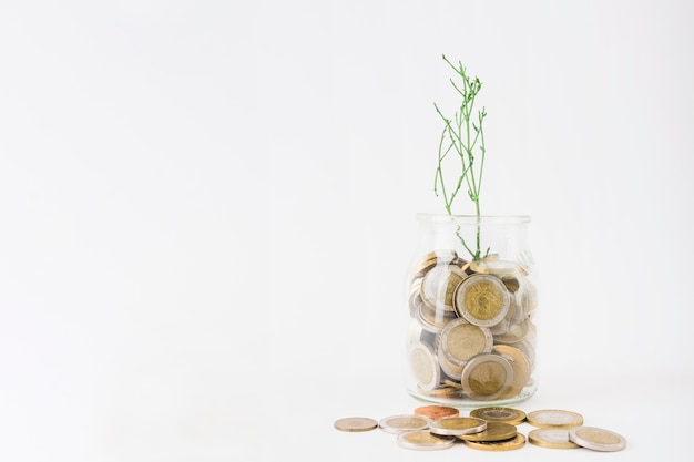 Jar with coins and plant