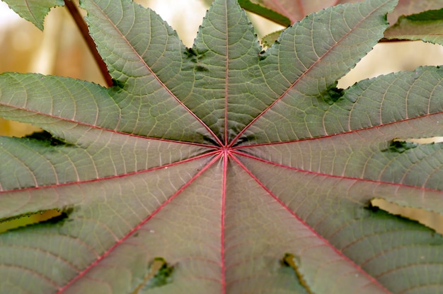 Jarak merah Jatropha gossypiifolia leaf used as a source of traditional medicine