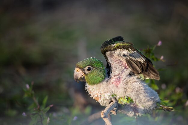 Jardine Parrot Poicephalus Gulielmi xAbaby bird on the green grass background