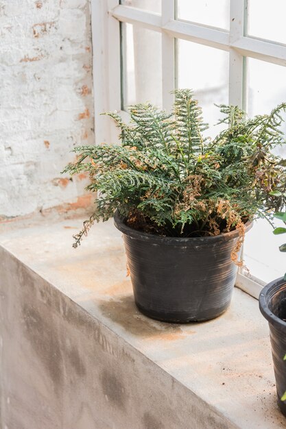 Jardiniere on table