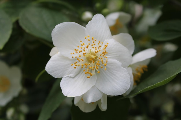 Jasmine Blossoms Delicate Beauty and Subtle Fragrance in CloseUp Amidst Green Leaves and Sunlight Glints