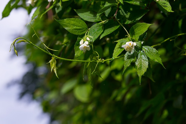 Jasmine branch with green leaves and white flowers after rain