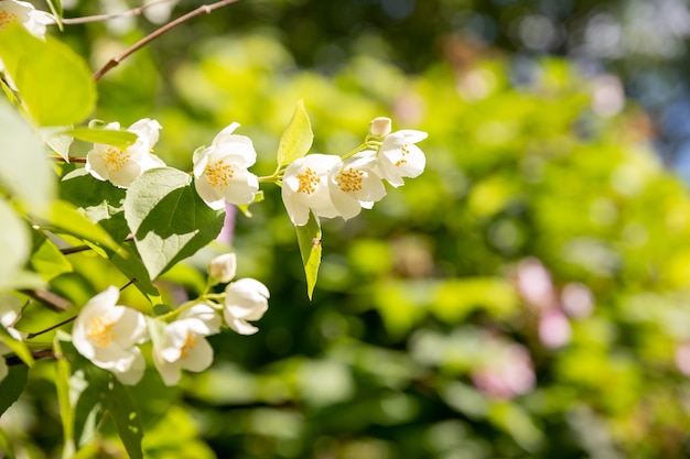 Jasmine flower growing on the bush