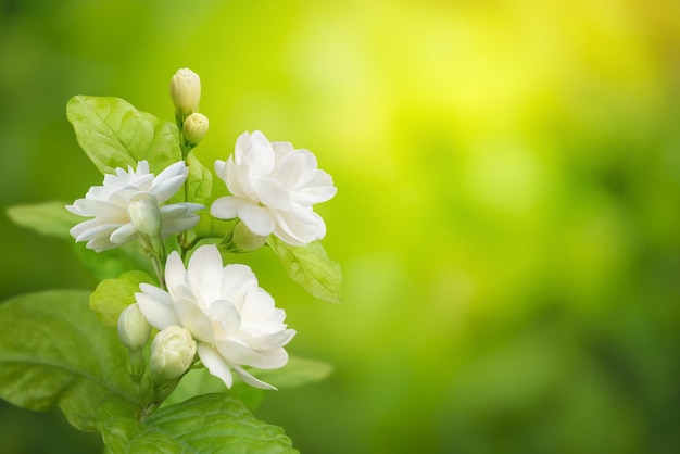 Jasmine flower on leaf green blurred background with copy space and clipping path symbol of Mothers day in thailand