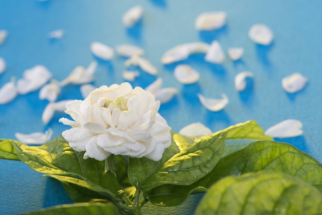 Jasmine flower symbol of Mother's day in thailand.