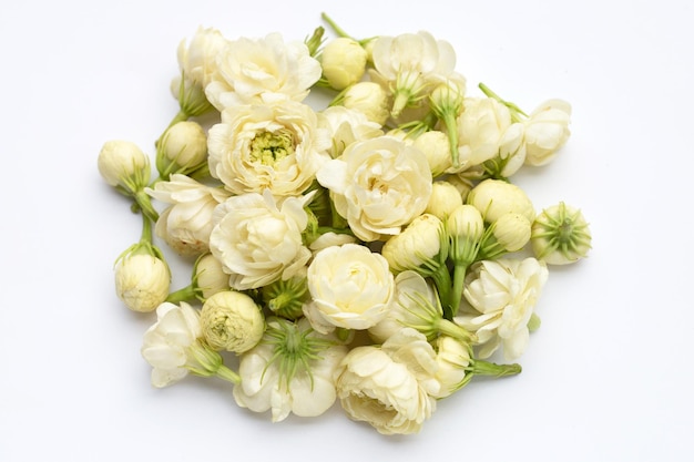 Jasmine flower on white background