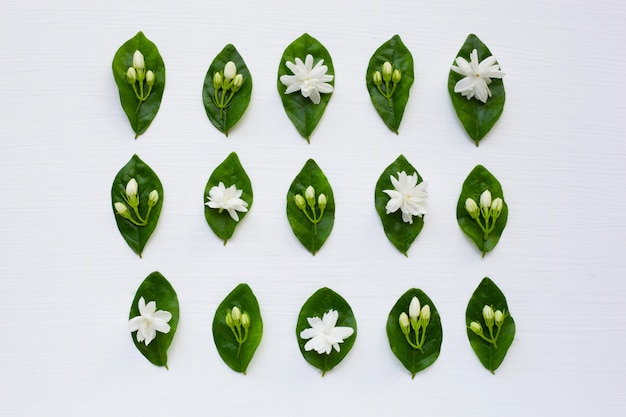 Jasmine  flower with leaves on white