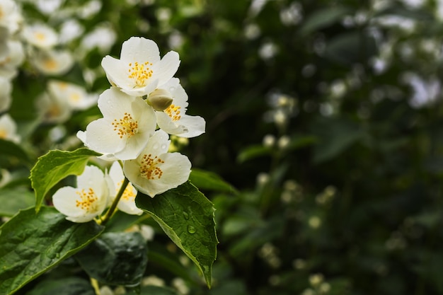 Jasmine flowers branch on green background with copy space.