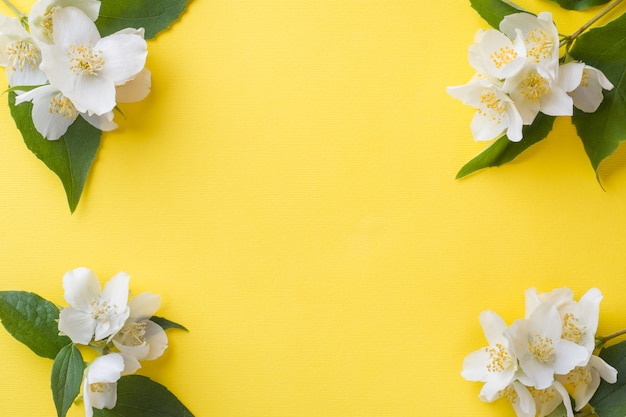 Jasmine flowers on a bright yellow 