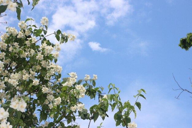 Jasmine flowers in a garden under blue sky with easy white clouds