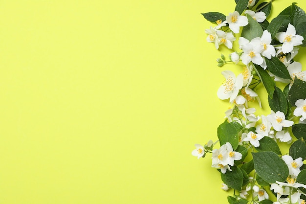 Jasmine flowers on green background space for text