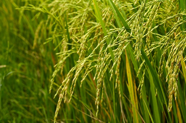 Jasmine Rice field