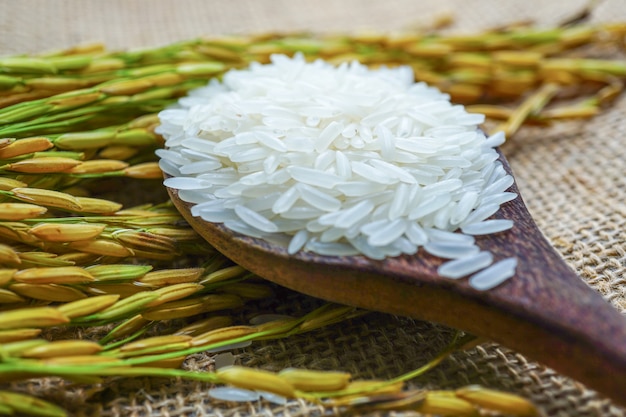 Jasmine white rice with gold grain from agriculture farm.