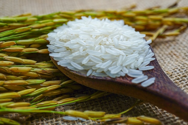 Jasmine white rice with gold grain from agriculture farm.