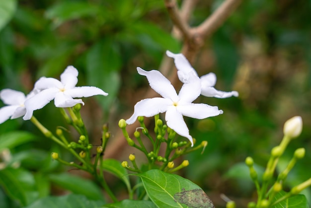 Jasminum sambac Arabian jasmine or Sambac jasmine