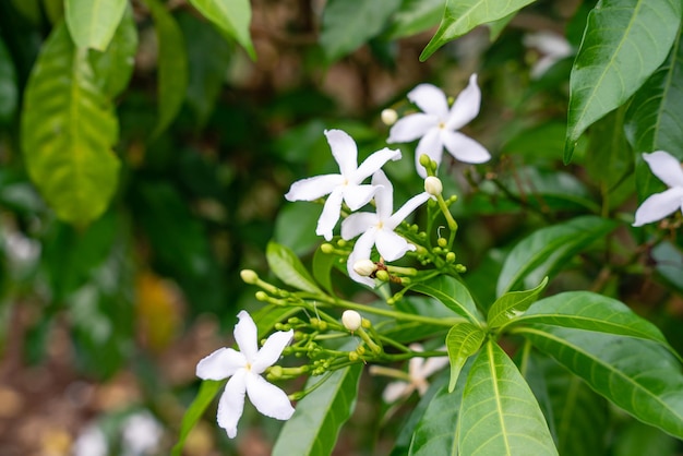 Jasminum sambac Arabian jasmine or Sambac jasmine