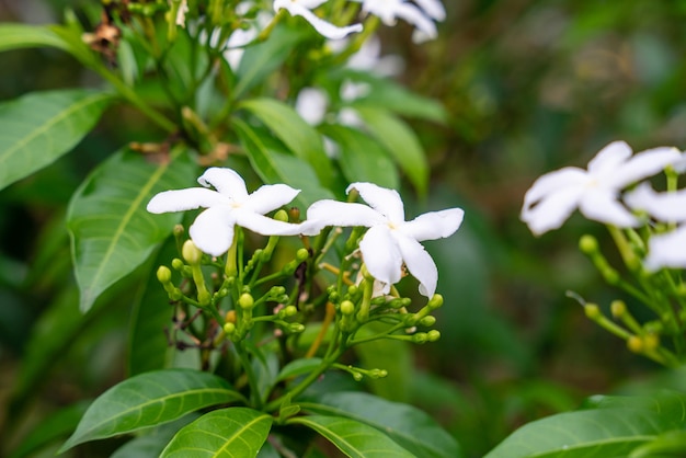 Jasminum sambac Arabian jasmine or Sambac jasmine