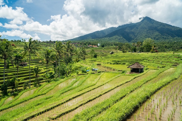 Jatiluwih rice terraces landscape in Bali Indonesia