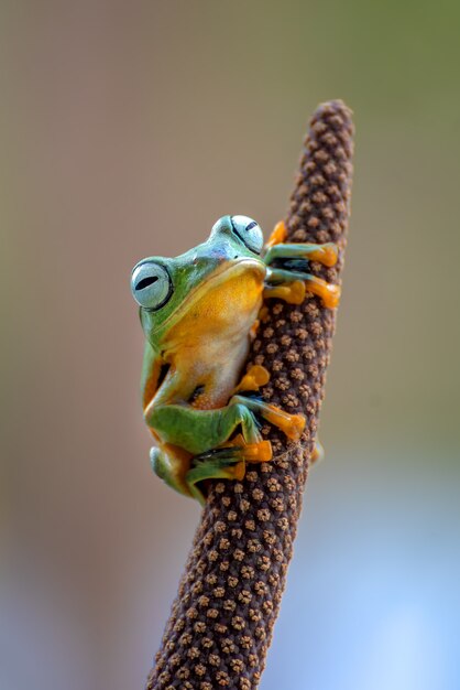 Javan flying tree frog on tree branch