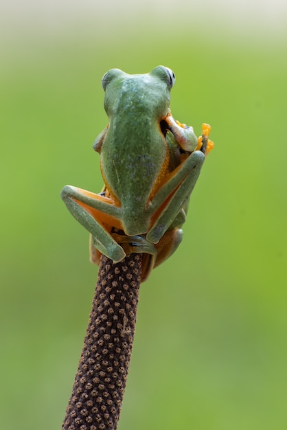 Javan flying tree frog on tree branch