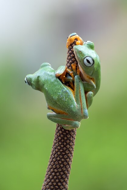 Javan flying tree frog on tree branch