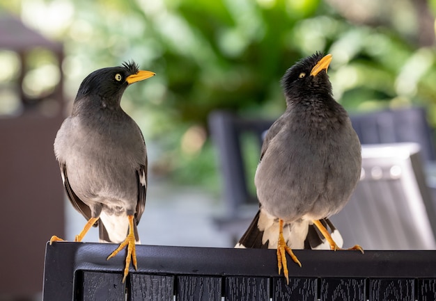 Javan Mynah, Acridotheres javanicus, two birds visiting an outdoor restaurant, while showing their mating rituals.