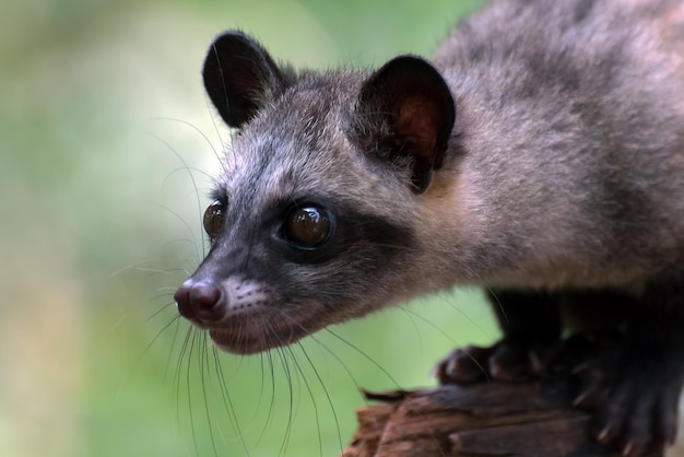 Javan palm civet head closeup