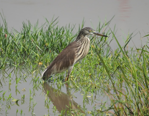 Javan pond heron birds in the swamp