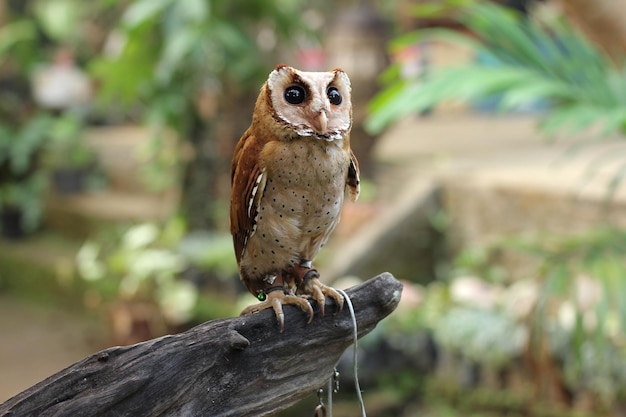 The Javan scops owl is a small species of owl living mainly in western Java's