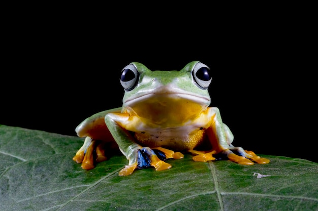 Javan tree frog closeup on green leaves on black background