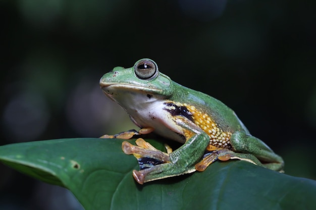 Javan tree frog closeup on green leaves