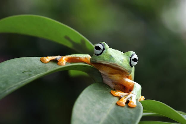 Javan tree frog closeup on green leaves