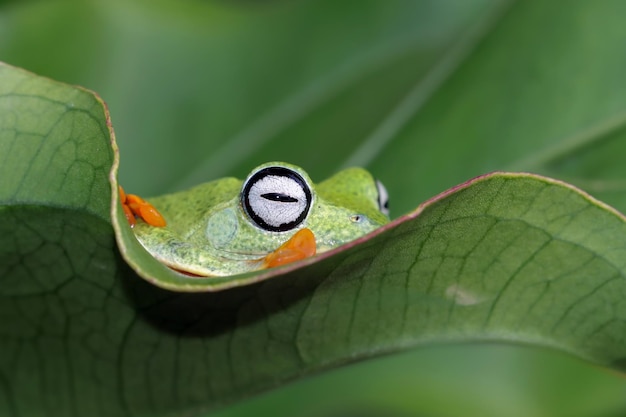 Photo javan tree frog closeup on green leaves