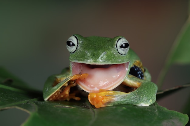 Javan tree frog front view on green leaf