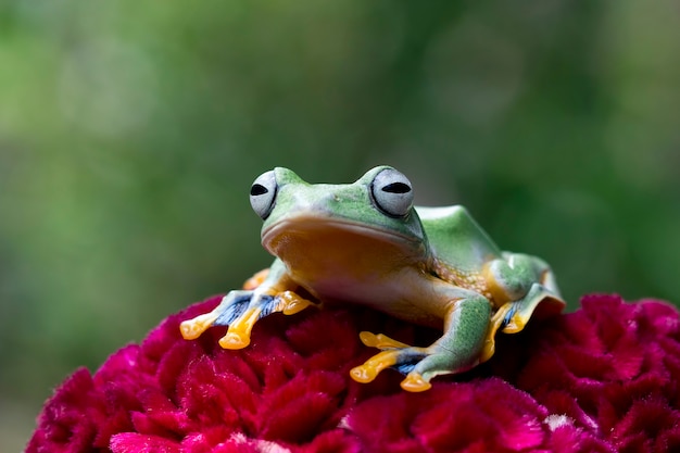 Javan tree frog on red flower