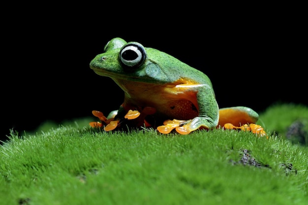 Javan tree frog siitting on moss with black background