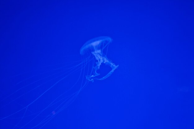 Jellifish in aquarium with simple blue background