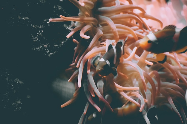 jelly fish in acquarium