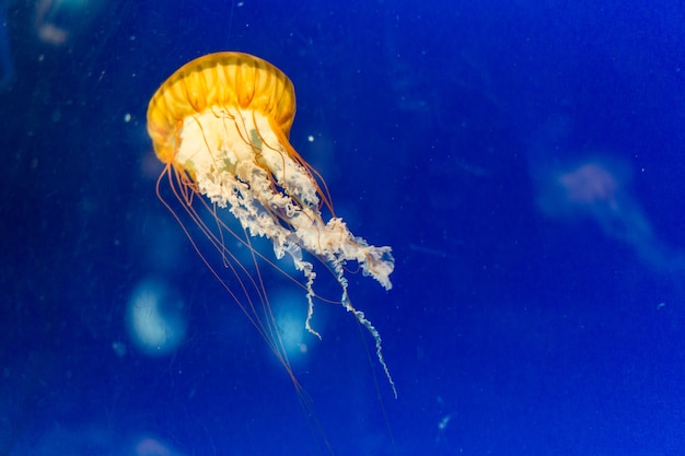 Jelly fish orange color in blue sea