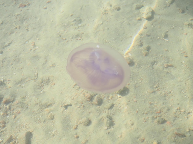 A jellyfish floating in the water with the sun shining on it.