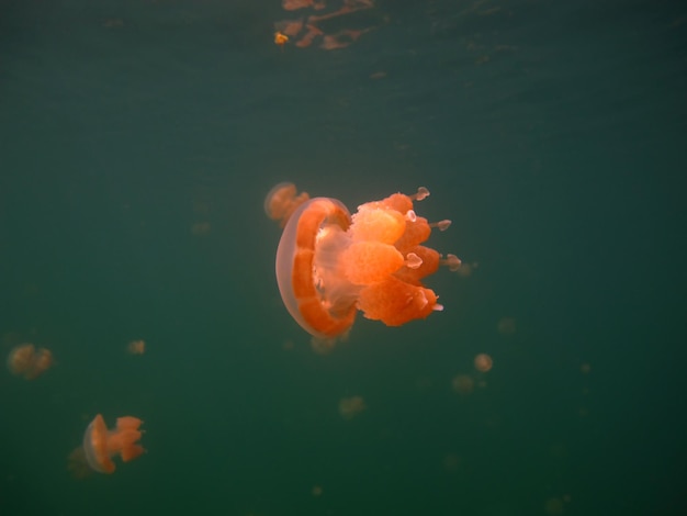 Jellyfish lake in Palau.